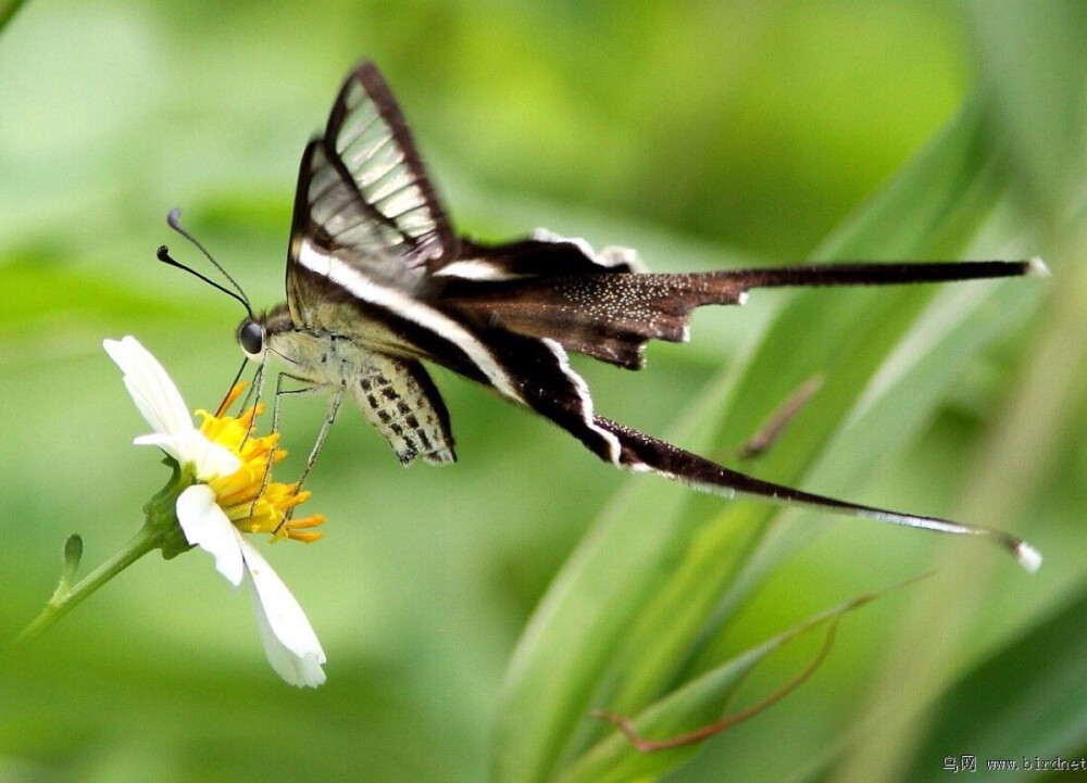 燕凤蝶是昆虫纲,鳞翅目动物.