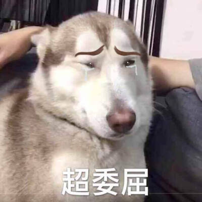二哈 委屈 泪花系列萌宠表情包