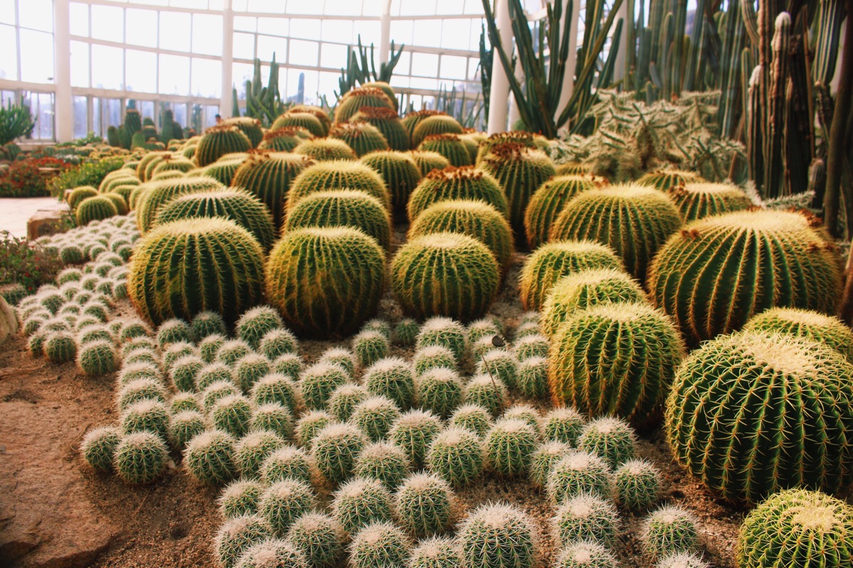 植物园…仙人掌