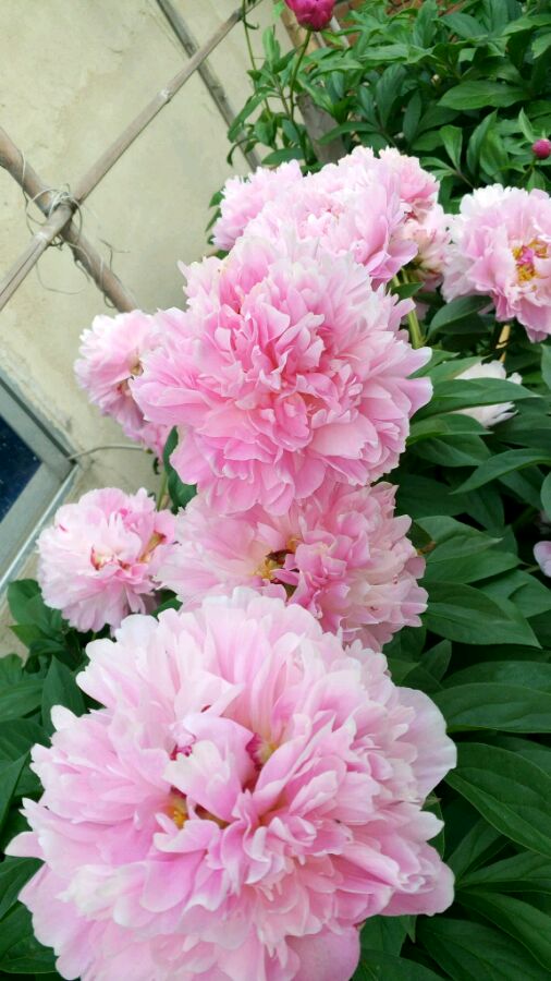 芍药