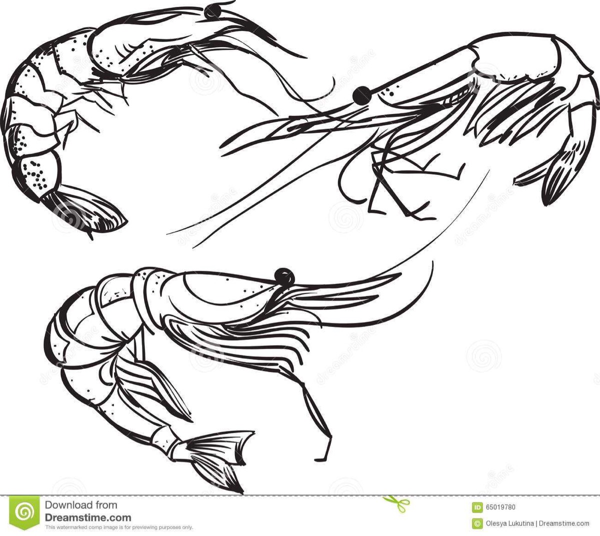 虾的样子手绘图片