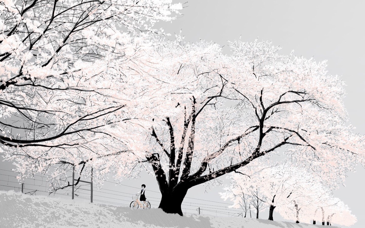 樱花树壁纸古风图片