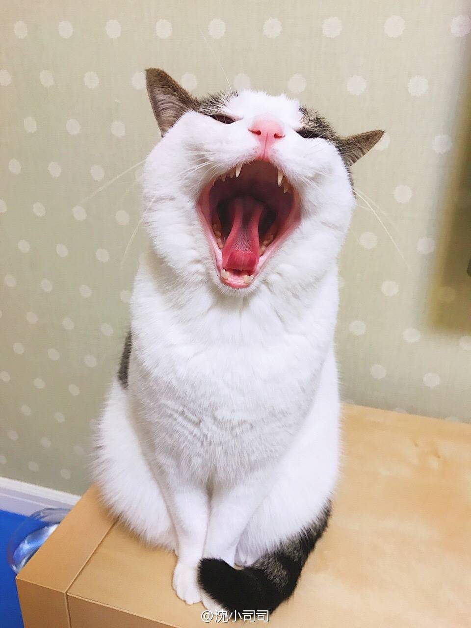 猫张嘴大喊啊的表情包图片