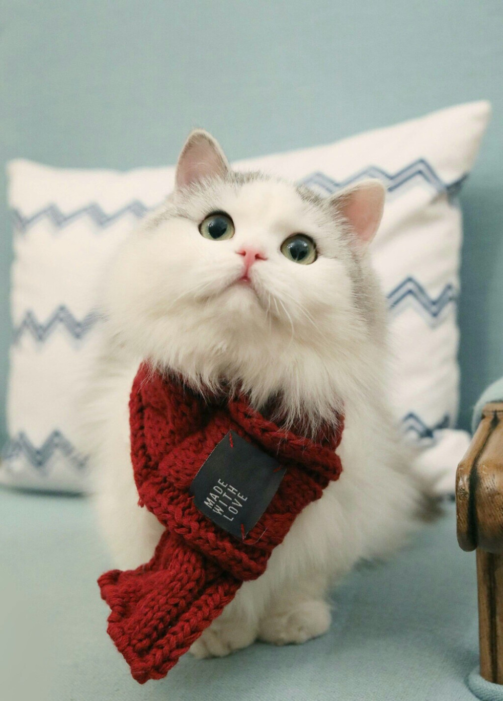 戴围巾的猫咪(  ) (图源微博@郭斯特)
