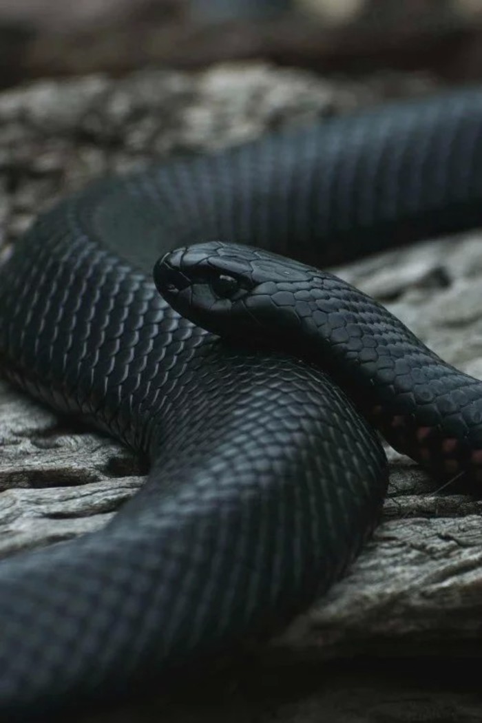 k-bo黑蛇图片