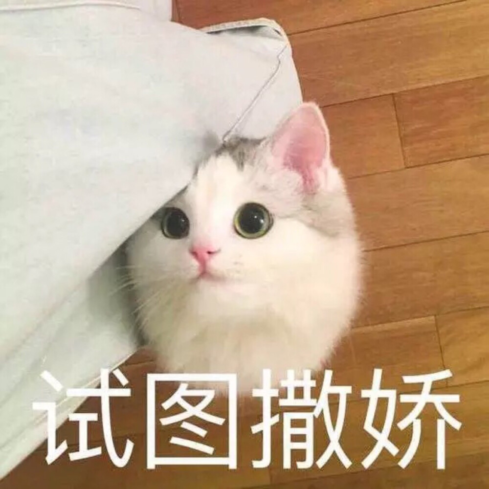 小仙女的表情包