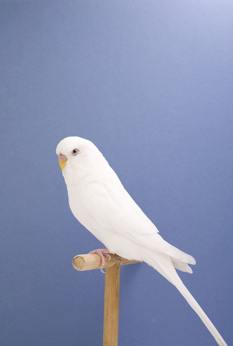 白色带淡蓝色的鹦鹉图片