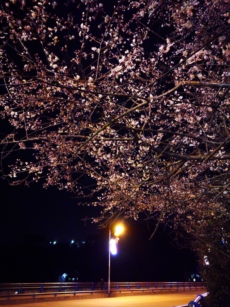 繁花落尽生活还要继续,这七年的时光对我来说就像一眨眼的事,我们心知