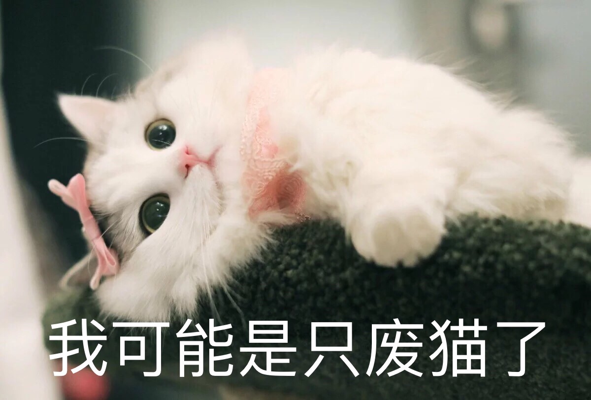 敲可爱 表情包 猫咪 猫 - 堆糖,美图壁纸兴趣社区