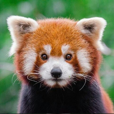 来一组浣熊表情包,拿走,自行配字,不谢.