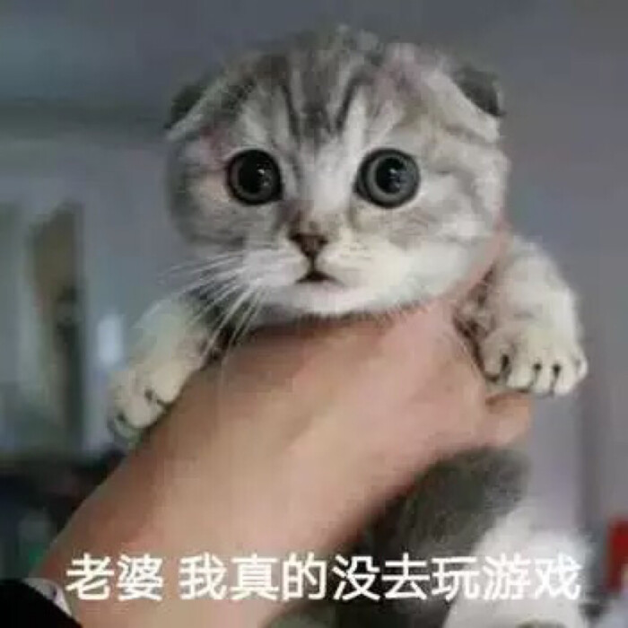 可爱猫猫无辜表情