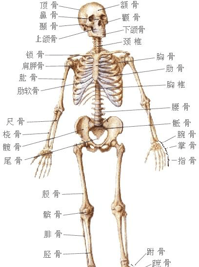 人体骨骼名称高清图图片