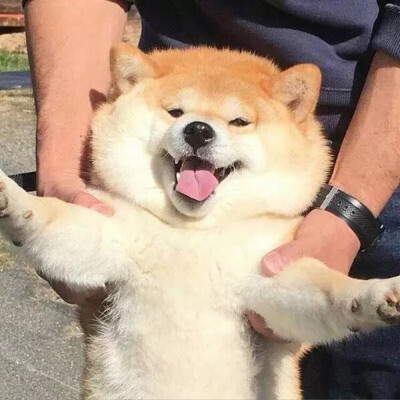 柴犬表情包傲娇