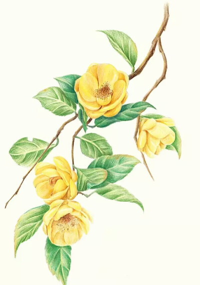 茶花