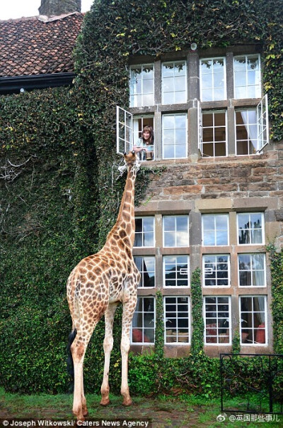 肯尼亚一家小旅馆,坐落在许多野生长颈鹿的栖息地……里面的住客每天