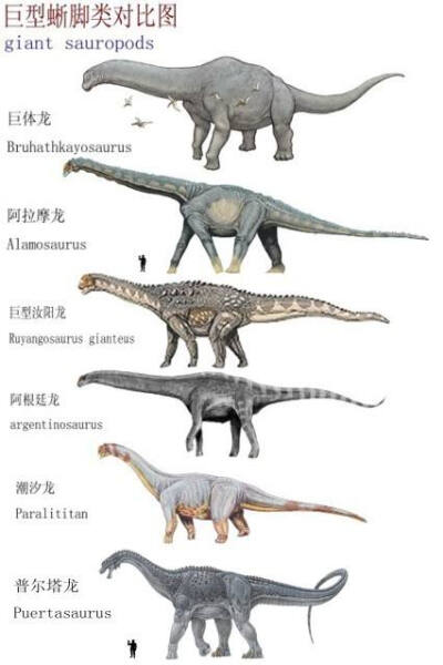 大型蜥脚类恐龙对比图