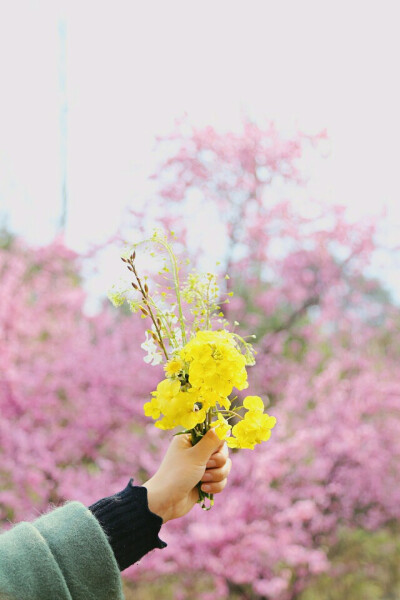 手拿油菜花束图片图片