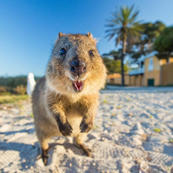 澳洲的短尾矮袋鼠,感觉太会拍照了
