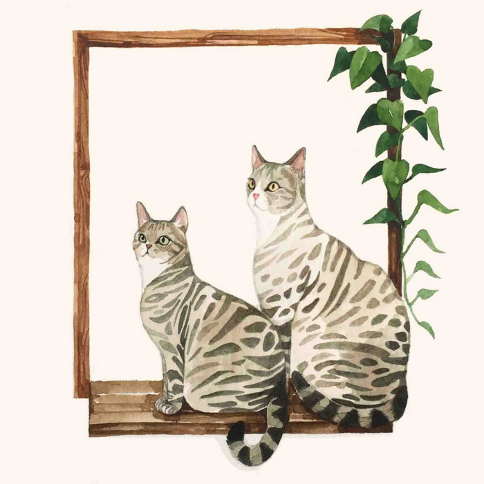 猫咪水彩gracej插画