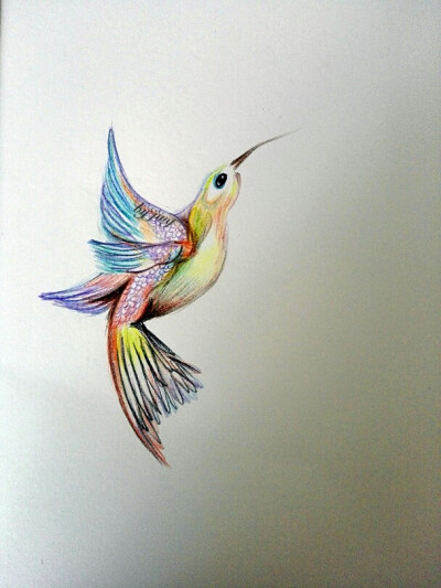 彩铅蜂鸟