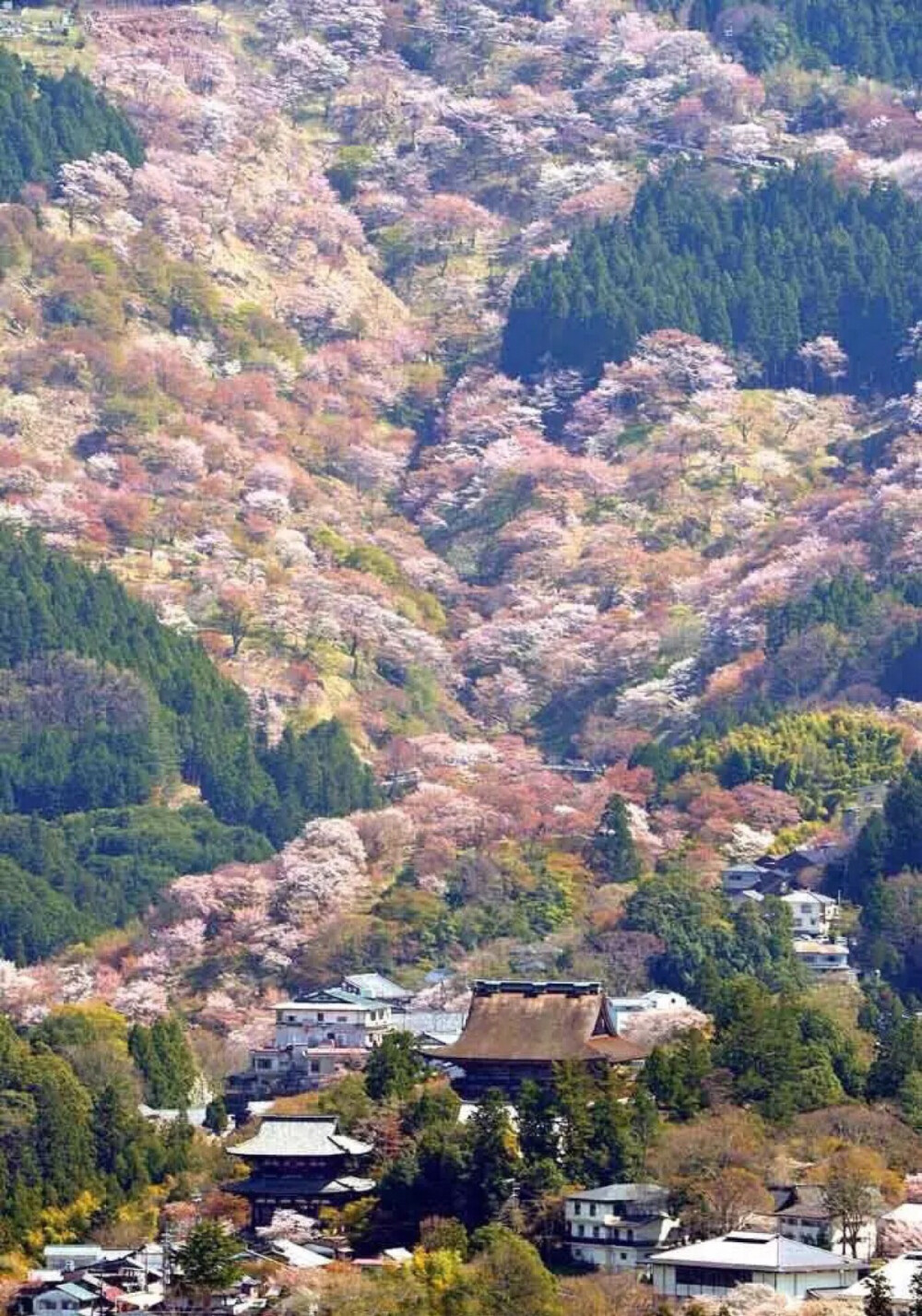 被三万棵樱花树覆盖的日本奈良县樱花盛开时的美景