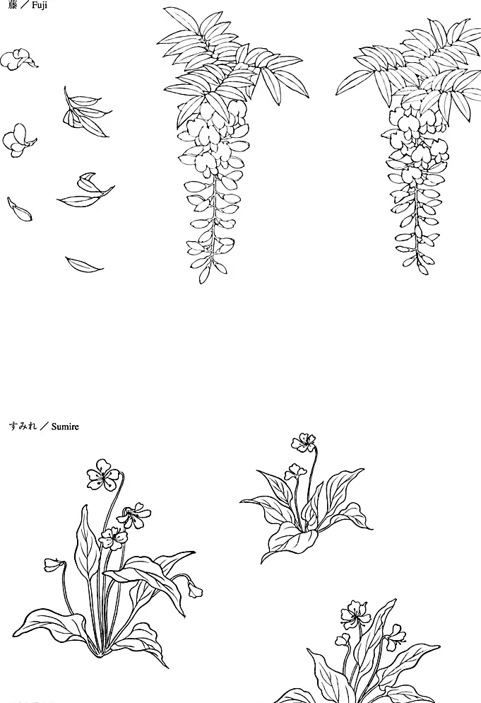 紫藤花种子简笔画图片