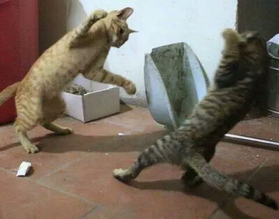 两只猫猫打架