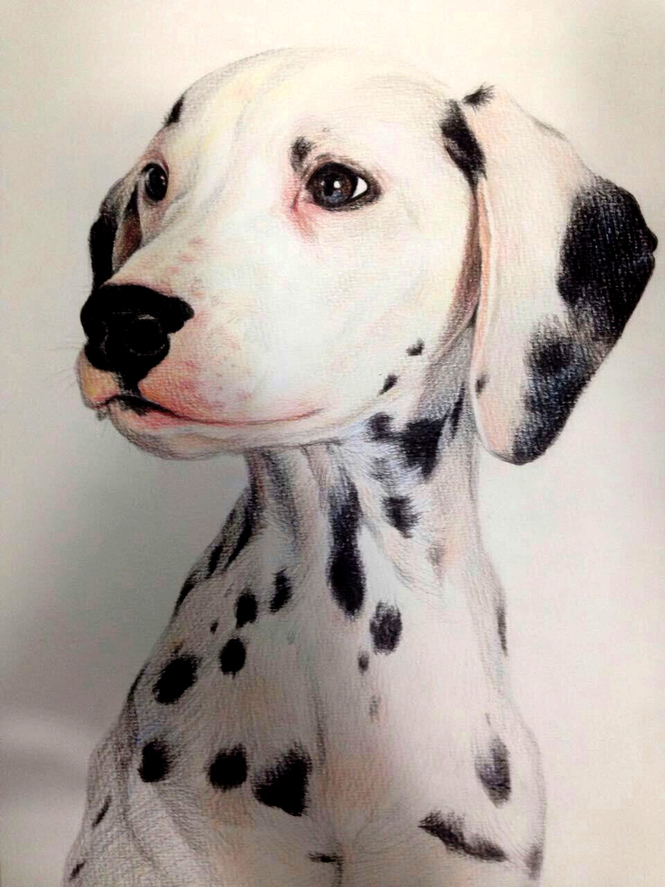 斑点狗素描