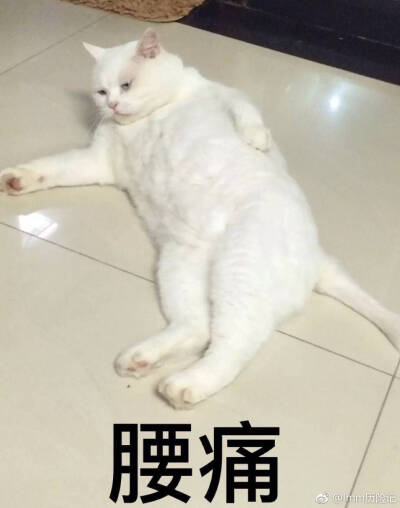 堆糖