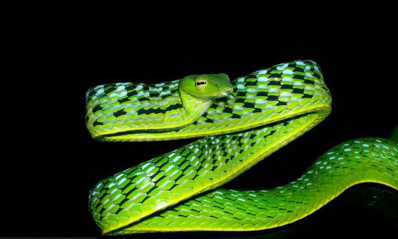 绿色的蛇花纹图片