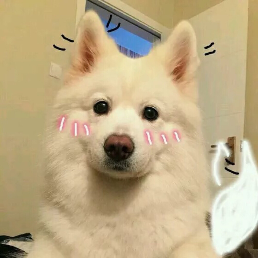 狗狗表情包可爱哈士奇