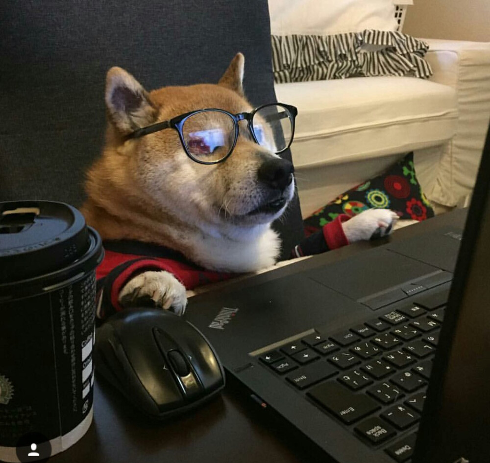 柴犬戴眼镜玩电脑高清图片