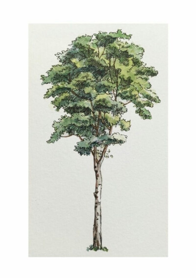 木棉分享# 一组关于各式各样的树木的水彩绘画作品欣赏,来自国人不