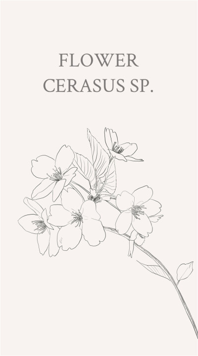 樱花(学名:cerasus sp):是蔷薇科樱属几种植物的统称