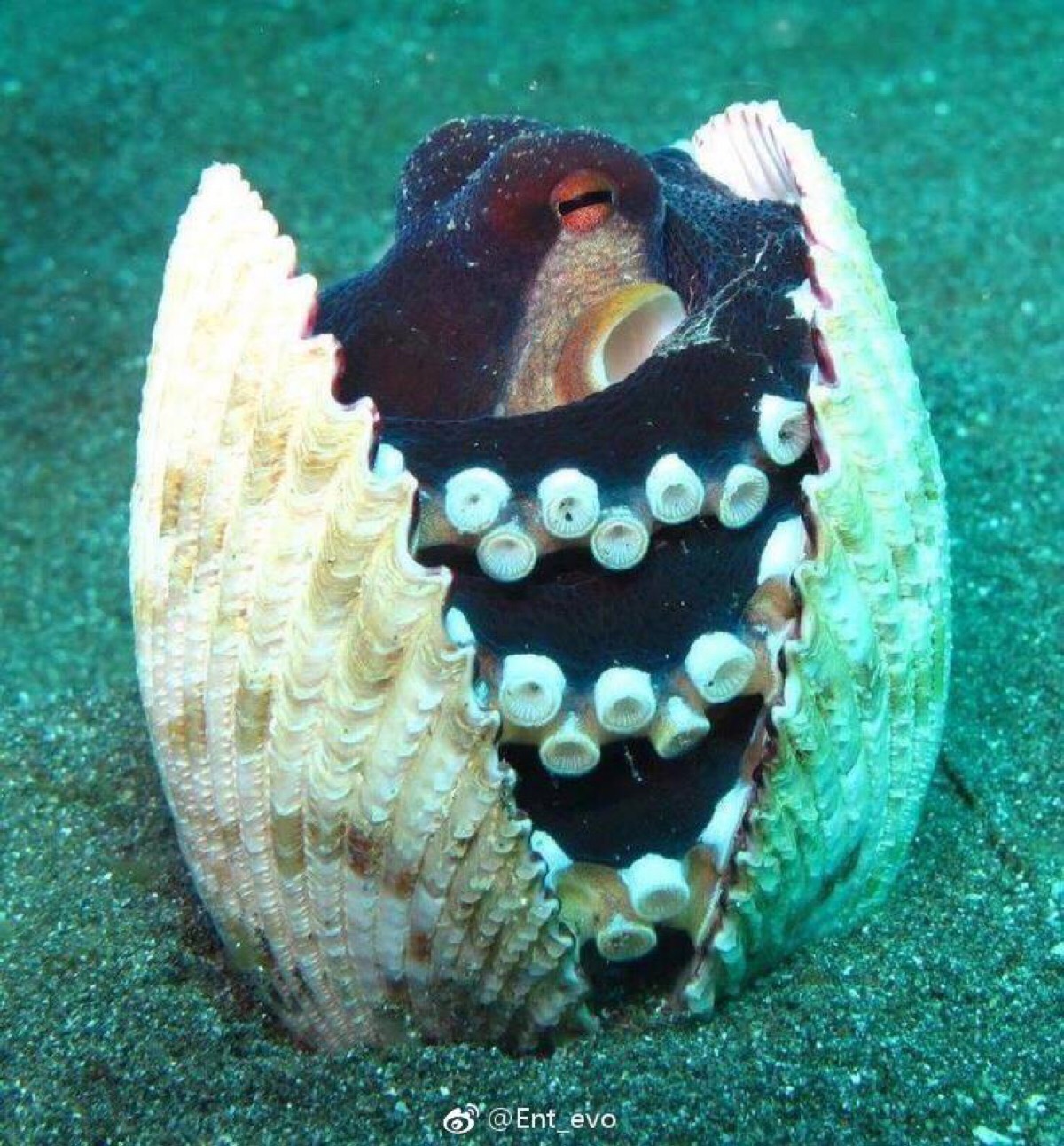 条纹蛸