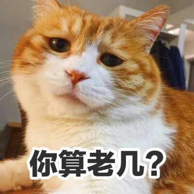猫 表情包