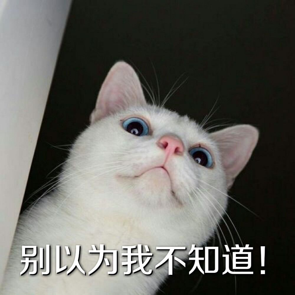 猫咪表情包可爱