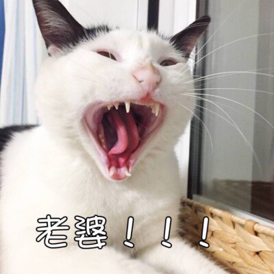 情侣 头像 搞笑 猫咪