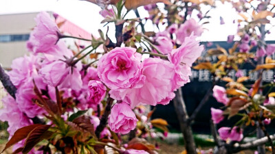 春天物语 花 春暖花开 原创 摄影 风景 壁纸桌面