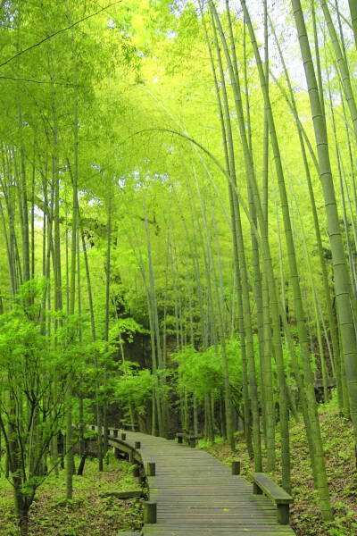 东方竹林 堆糖,美图壁纸兴趣社区