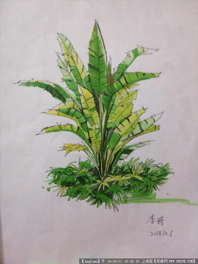 丛植手绘图片