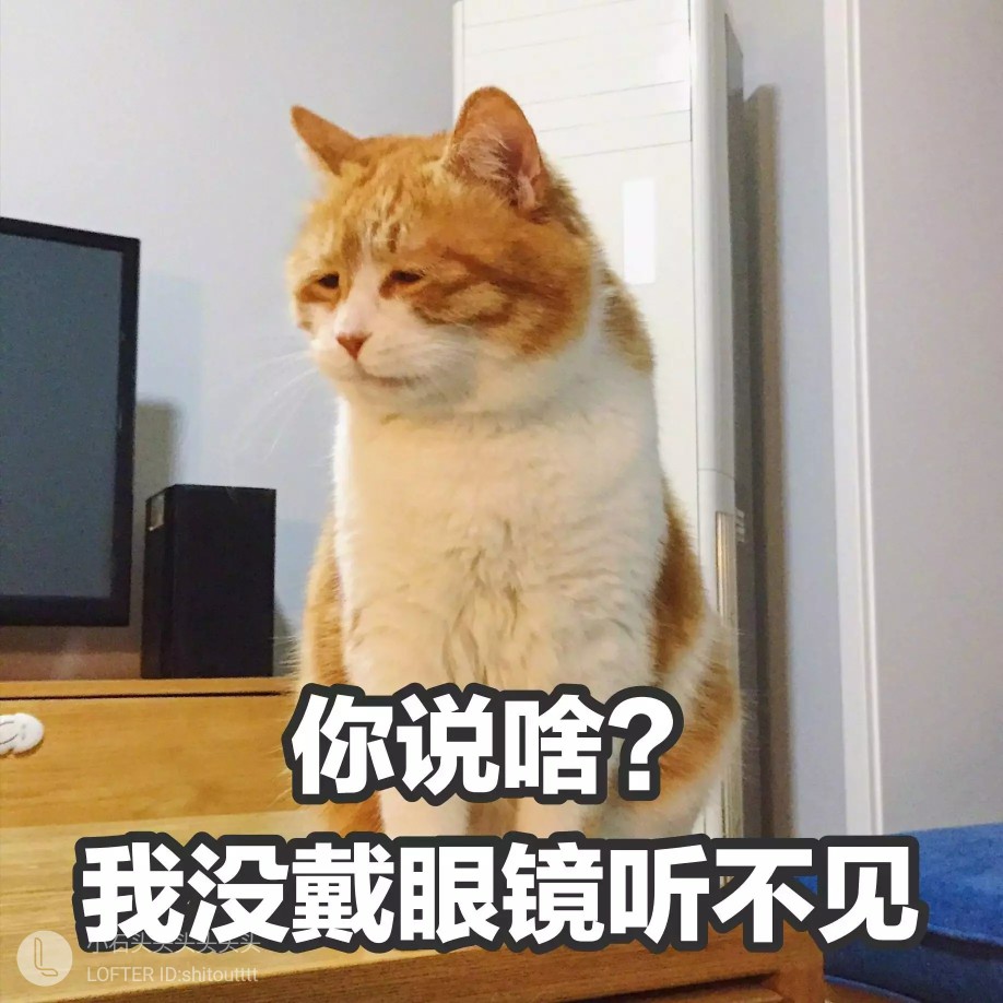 猫 表情包