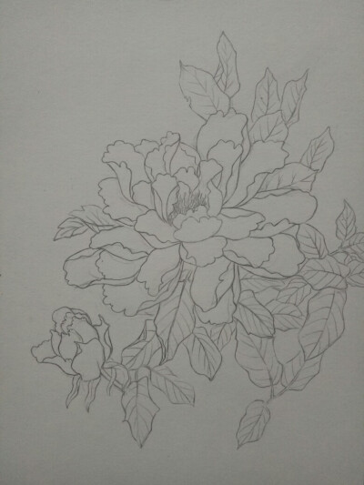 牡丹绘画过程 线稿 铅笔画