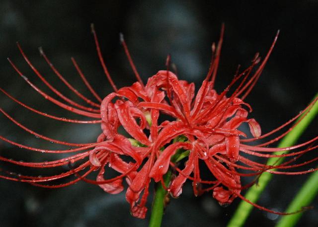 彼岸花,花语来自天堂的思念来世再见