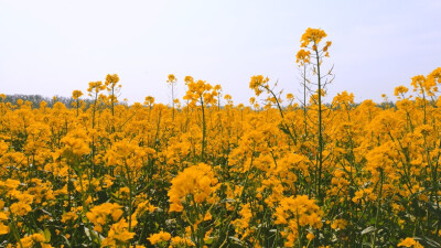 橙色油菜花图片图片