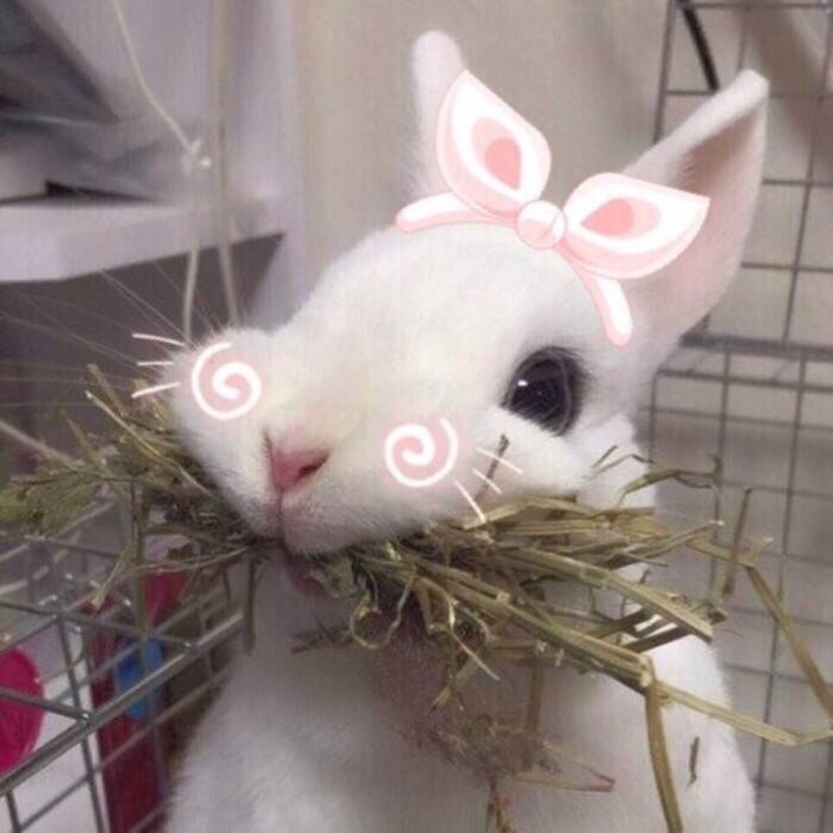 傻兔子