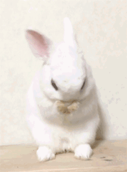 穿兔子衣服的猫动图图片