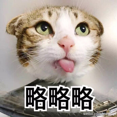 搞笑图片猫