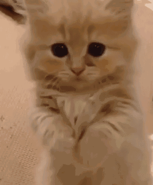 萌萌哒,初音未来