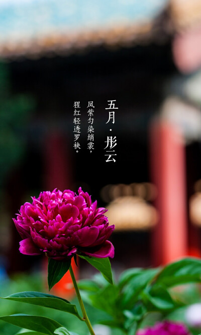 故宫·牡丹国色
